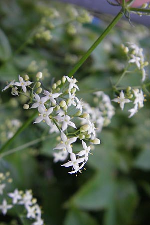 Galium lucidum \ Glanz-Labkraut, I Albisola 22.5.2010