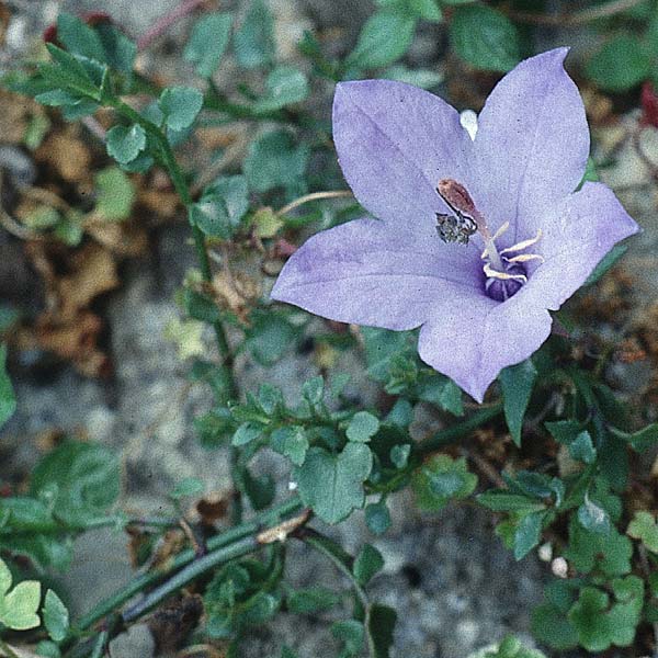 Campanula fragilis \ Neapolitanische Glockenblume, I Amalfi 7.5.1997