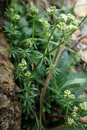 Galium montis-arerae \ Arera-Labkraut / Pizzo Arera Bedstraw, I Alpi Bergamasche, Pizzo Arera 5.6.2017