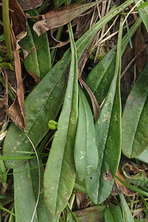 Globularia nudicaulis \ Nackstngelige Kugelblume, Schaft-Kugelblume / Leafless Stemmed Senna, I Alpi Bergamasche, Monte Alben 11.6.2017