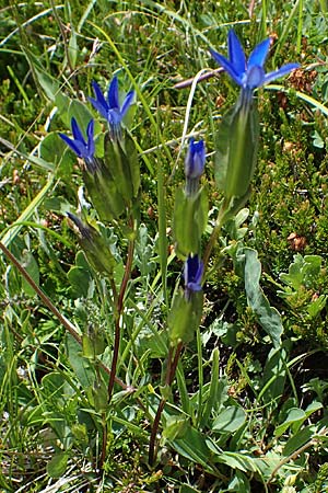 Gentiana nivalis \ Schnee-Enzian / Alpine Gentian, I Südtirol,  Plätzwiese 5.7.2022