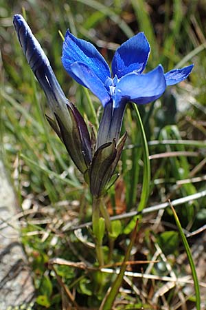 Gentiana orbicularis \ Rundblttriger Enzian / Round-Leaved Gentian, I Südtirol,  Stallersattel 6.7.2022