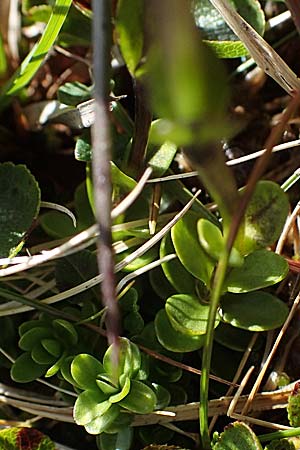 Gentiana orbicularis / Round-Leaved Gentian, I Südtirol,  Stallersattel 6.7.2022