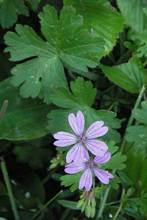 Geranium pyrenaicum \ Pyrenen-Storchschnabel / Hedge-Row Crane's-Bill, I Norcia 7.6.2007