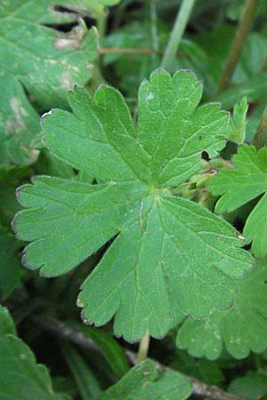 Geranium pyrenaicum \ Pyrenen-Storchschnabel / Hedge-Row Crane's-Bill, I Norcia 7.6.2007