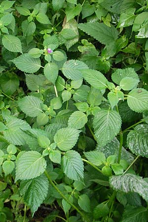 Galeopsis pubescens \ Weichhaariger Hohlzahn / Downy Hemp-Nettle, I Sant' Anna d'Alfaedo 31.7.2011