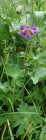 Geranium phaeum \ Brauner Storchschnabel, I Alpi Bergamasche, Pizzo Arera 5.6.2017