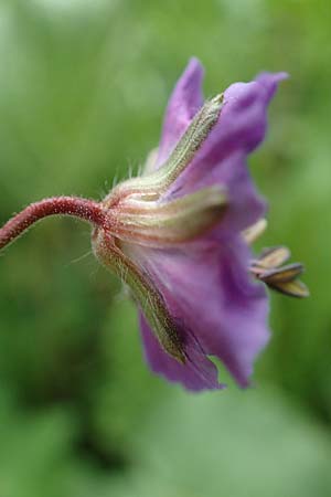 Geranium phaeum \ Brauner Storchschnabel / Dusky Crane's-Bill, I Alpi Bergamasche, Pizzo Arera 5.6.2017