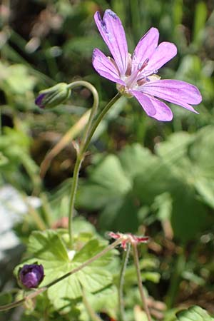 Geranium pyrenaicum \ Pyrenen-Storchschnabel, I Alpi Bergamasche, Pizzo Arera 7.6.2017