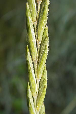 Elymus campestris \ Feld-Quecke, I Trieste 27.6.2010