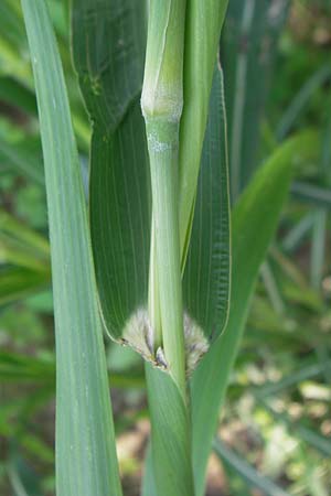 Sorghum halepense \ Aleppo-Mohrenhirse / Johnson Grass, I Zoppola 31.7.2011