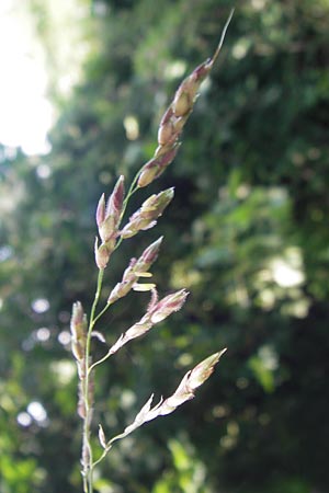 Sorghum halepense \ Aleppo-Mohrenhirse / Johnson Grass, I Zoppola 31.7.2011