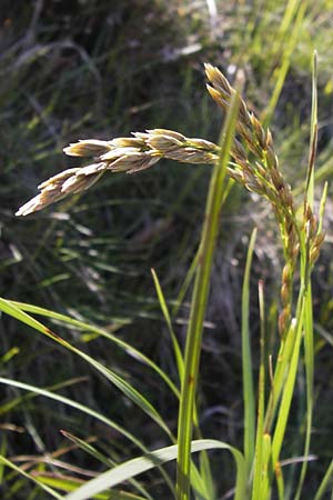 Festuca paniculata \ Gold-Schwingel / Sheep Fescue, I Liguria, Molini di Triora 26.5.2013