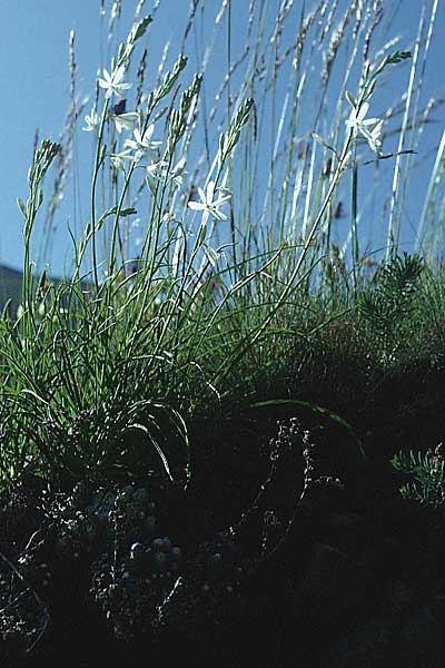 Anthericum liliago / St. Bernard's Lily, I Matscher Valley 28.6.1993