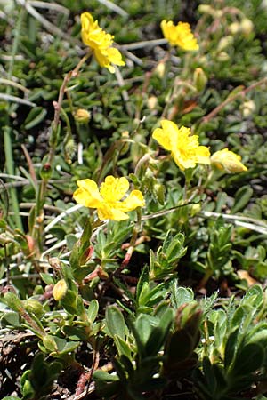 Helianthemum alpestre / Alpine Rock-Rose, I Alpi Bergamasche, Pizzo Arera 7.6.2017