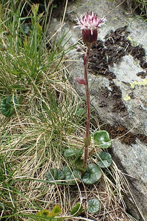 Homogyne alpina \ Alpen-Brandlattich, Grner Alpenlattich / Purple Colt's-Foot, Alpine Colt's-Foot, I Passo San Marco 10.6.2017