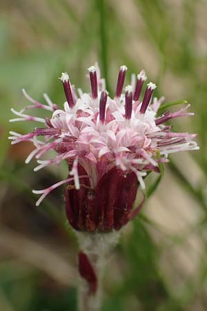 Homogyne alpina \ Alpen-Brandlattich, Grner Alpenlattich / Purple Colt's-Foot, Alpine Colt's-Foot, I Alpi Bergamasche, Monte Alben 11.6.2017