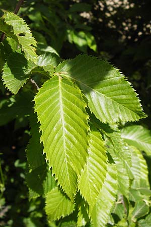 Ostrya carpinifolia \ Hopfen-Buche, I Liguria, Pietrabruna 30.5.2013