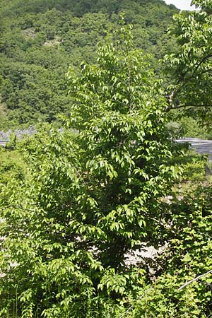 Ostrya carpinifolia \ Hopfen-Buche, I Liguria, Pietrabruna 30.5.2013