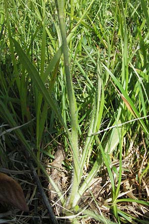 Hieracium caespitosum \ Wiesen-Habichtskraut, I Norcia 7.6.2007