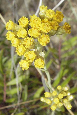 Helichrysum italicum \ Italienische Strohblume, Curry-Kraut, I Ancona 29.5.2007