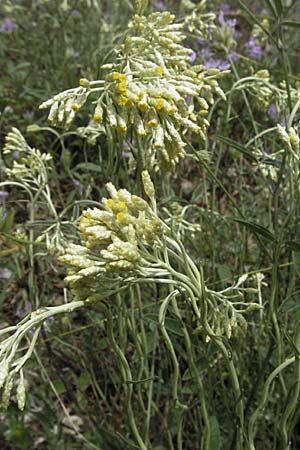 Helichrysum italicum \ Italienische Strohblume, Curry-Kraut, I Ancona 29.5.2007