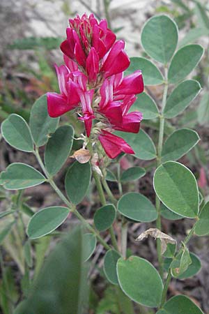 Hedysarum coronarium \ Kronen-Sklee / Sweetvetch, French Honeysuckle, I Ancona 29.5.2007