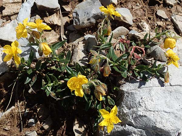 Helianthemum nummularium subsp. grandiflorum \ Grobltiges Sonnenrschen / Large-Flowered Rock-Rose, I Alpi Bergamasche, Pizzo Arera 7.6.2017