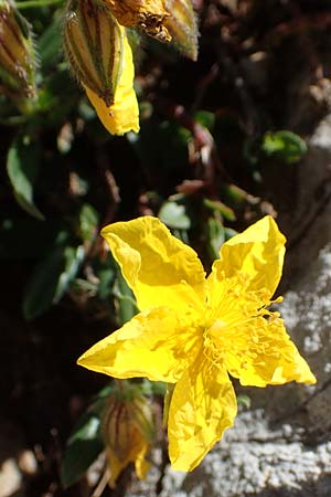 Helianthemum nummularium subsp. grandiflorum \ Grobltiges Sonnenrschen / Large-Flowered Rock-Rose, I Alpi Bergamasche, Pizzo Arera 7.6.2017