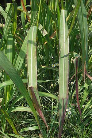 Echinochloa crus-galli \ Hhnerhirse, I Zoppola 31.7.2011