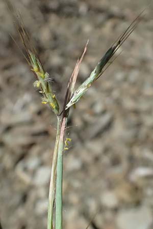 Hyparrhenia hirta \ Behaartes Kahngras / Thatching Grass, Coolatai Grass, I Liguria, Moneglia 26.9.2023