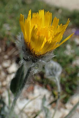 Hieracium villosum \ Zottiges Habichtskraut, I Südtirol,  Plätzwiese 5.7.2022