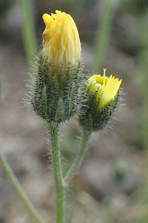 Hieracium piloselloides \ Florentiner Habichtskraut, I Südtirol,  Stallersattel 6.7.2022