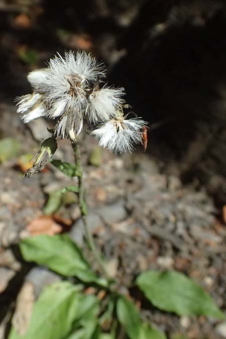 Crepis pulchra \ Glanz-Pippau / Small-Flowered Hawk's-Beard, I Liguria, Passo di Cento Croci 27.9.2023