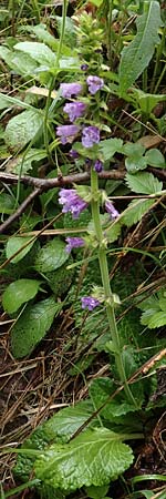 Horminum pyrenaicum / Pyrenean Dead-Nettle, I Alpi Bergamasche, Pizzo Arera 5.6.2017