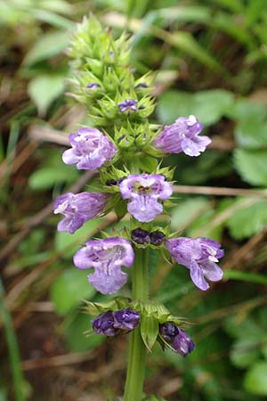 Horminum pyrenaicum / Pyrenean Dead-Nettle, I Alpi Bergamasche, Pizzo Arera 5.6.2017