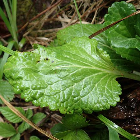 Horminum pyrenaicum \ Drachenmaul / Pyrenean Dead-Nettle, I Alpi Bergamasche, Pizzo Arera 5.6.2017