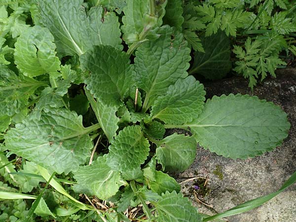 Horminum pyrenaicum \ Drachenmaul / Pyrenean Dead-Nettle, I Alpi Bergamasche, Pizzo Arera 5.6.2017