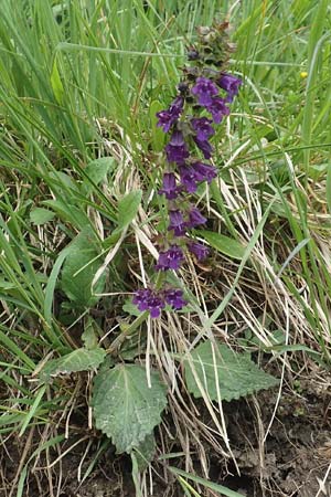 Horminum pyrenaicum / Pyrenean Dead-Nettle, I Alpi Bergamasche, Monte Alben 11.6.2017