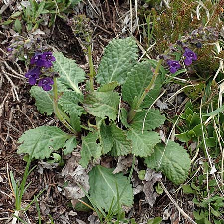 Horminum pyrenaicum / Pyrenean Dead-Nettle, I Alpi Bergamasche, Monte Alben 11.6.2017