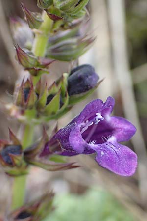 Horminum pyrenaicum / Pyrenean Dead-Nettle, I Alpi Bergamasche, Monte Alben 11.6.2017