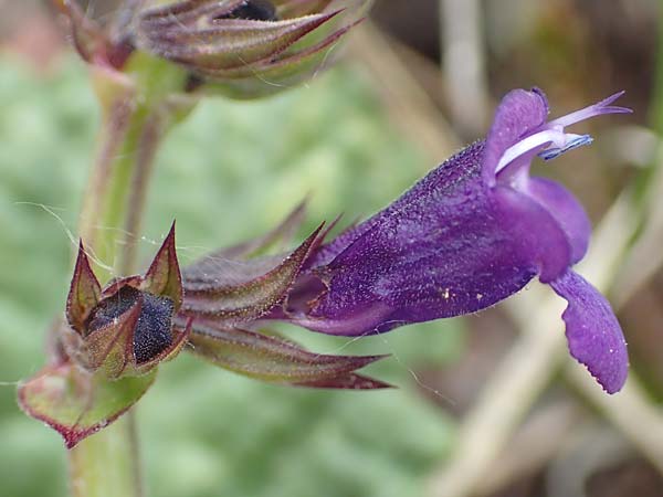 Horminum pyrenaicum / Pyrenean Dead-Nettle, I Alpi Bergamasche, Monte Alben 11.6.2017