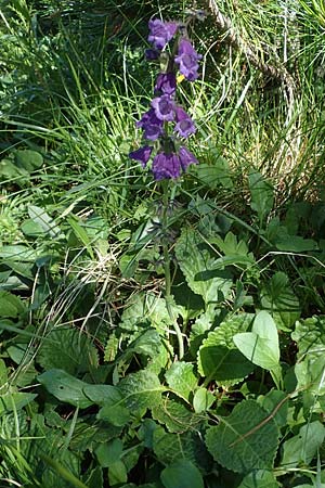 Horminum pyrenaicum \ Drachenmaul / Pyrenean Dead-Nettle, I Südtirol,  Plätzwiese 5.7.2022