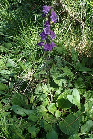 Horminum pyrenaicum / Pyrenean Dead-Nettle, I Südtirol,  Plätzwiese 5.7.2022