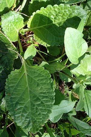 Horminum pyrenaicum \ Drachenmaul / Pyrenean Dead-Nettle, I Südtirol,  Plätzwiese 5.7.2022