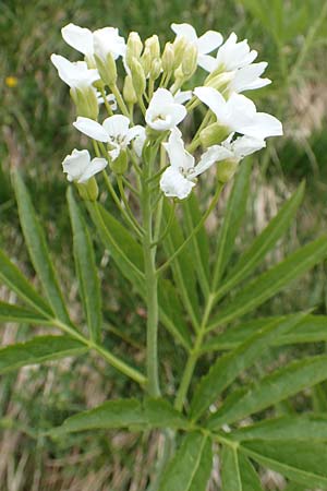 Cardamine heptaphylla \ Siebenblttrige Zahnwurz, I Alpi Bergamasche, Pizzo Arera 9.6.2017