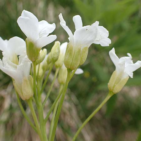 Cardamine heptaphylla \ Siebenblttrige Zahnwurz, I Alpi Bergamasche, Pizzo Arera 9.6.2017