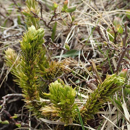 Huperzia selago \ Tannen-Brlapp / Fir Clubmoss, I Passo San Marco 10.6.2017