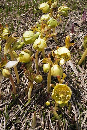 Helleborus viridis \ Grne Nieswurz / Green Hellebore, I Liguria, Imperia, Monte Saccarello 29.5.2013