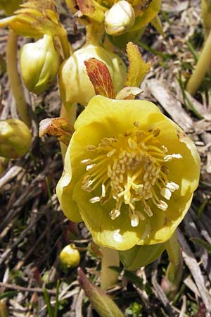 Helleborus viridis \ Grne Nieswurz / Green Hellebore, I Liguria, Imperia, Monte Saccarello 29.5.2013